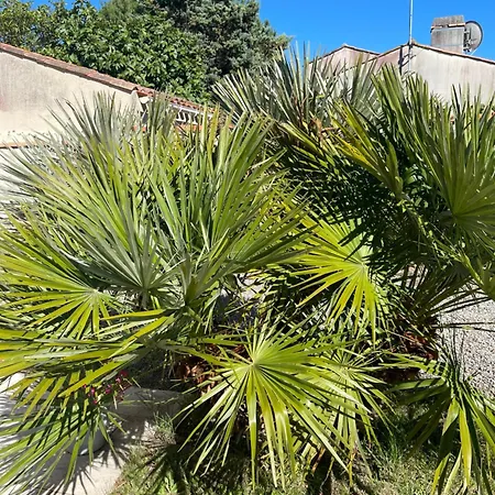 Les Palmiers
